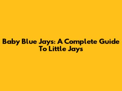 Baby Blue Jays: A Complete Guide To Little Jays